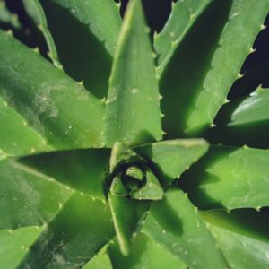 Aloe Vera Facial 1 Hour