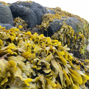 Seaweed Facial 1 Hour